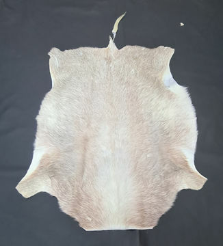 Picture of Blesbok Game Skins 1st Grade