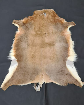 Picture of Blesbok Game Skins 1st Grade