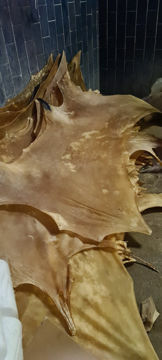 Picture of Raw Riempies